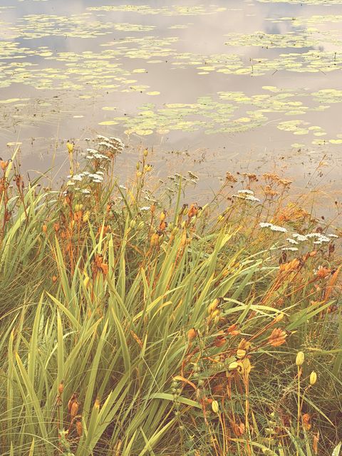 Summer Pond Lilies in Fairbanks North Star Borough