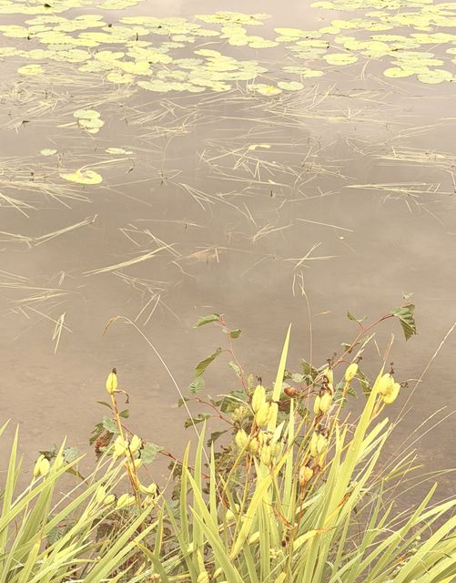Golden Marsh Flowers on Fairbanks Pond