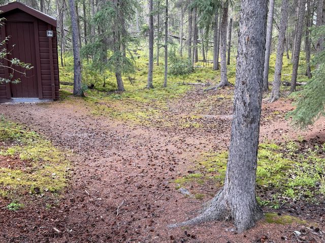 Mossy Pine Trail by Red Shed