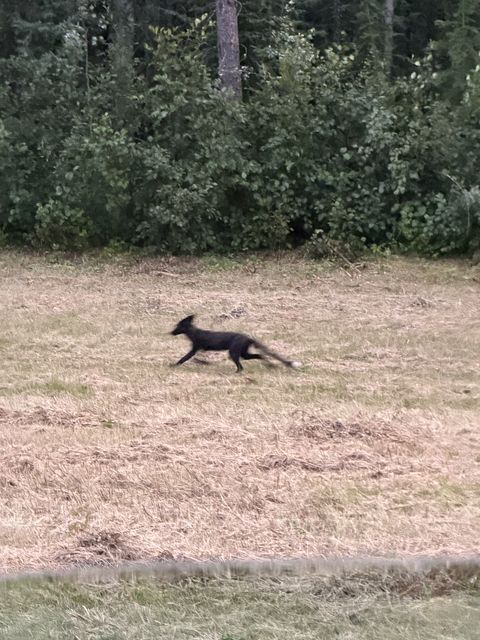Black fox sprinting near Lower Post