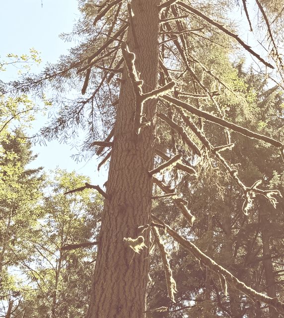 Sunlit Mossy Fir in Kitsap County