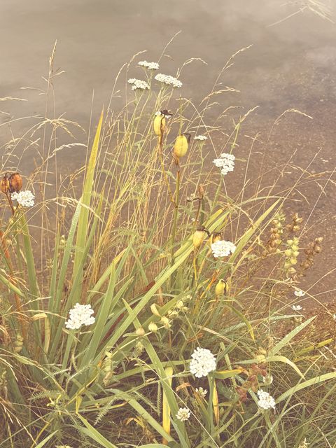August Wildflowers in Fairbanks Alaska