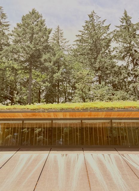Umami Cafe rooftop meadow under pines