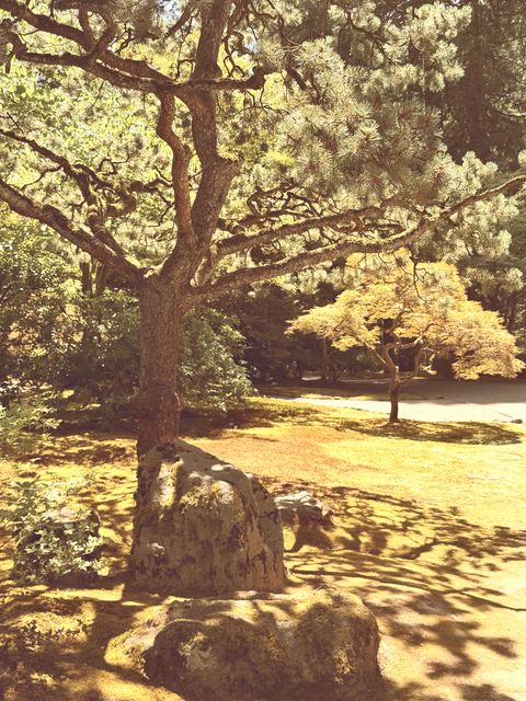 Sunlit Pines and Maples, Arlington Heights