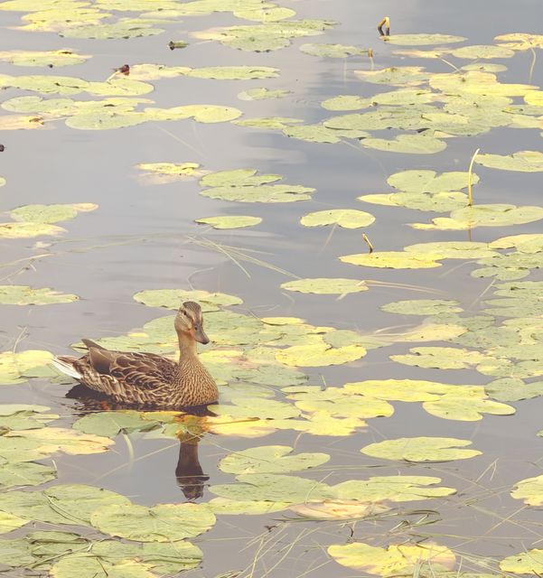 Quiet mallard among Fairbanks lily pads