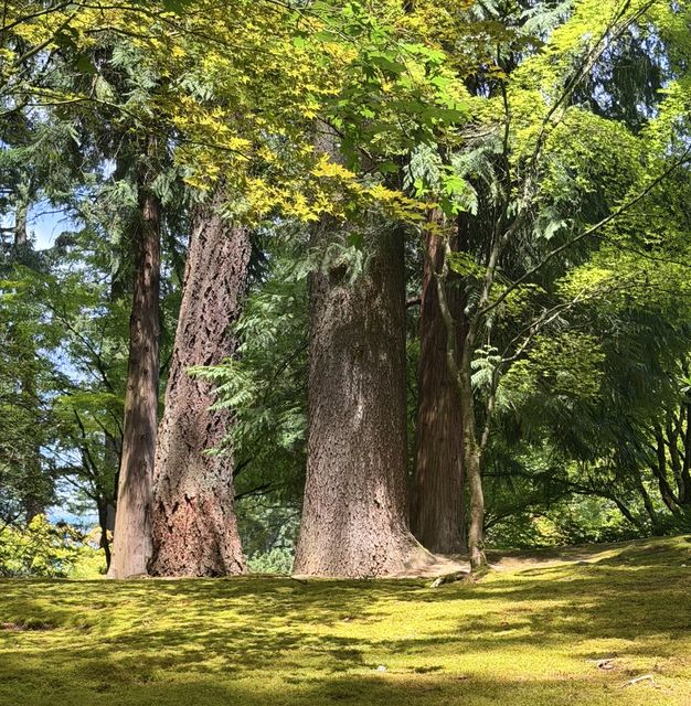 Sunlit Moss Grove, Arlington Heights Oregon