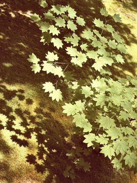 Maple Leaf Shadows in Arlington Heights
