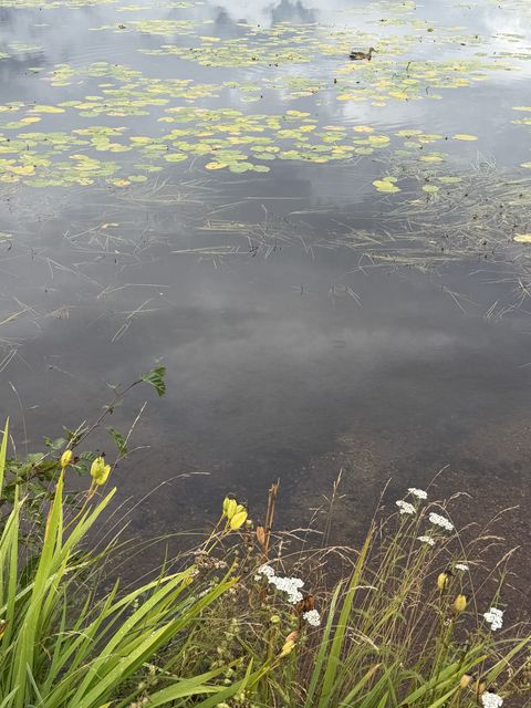 Misty lily-pad pond in Fairbanks