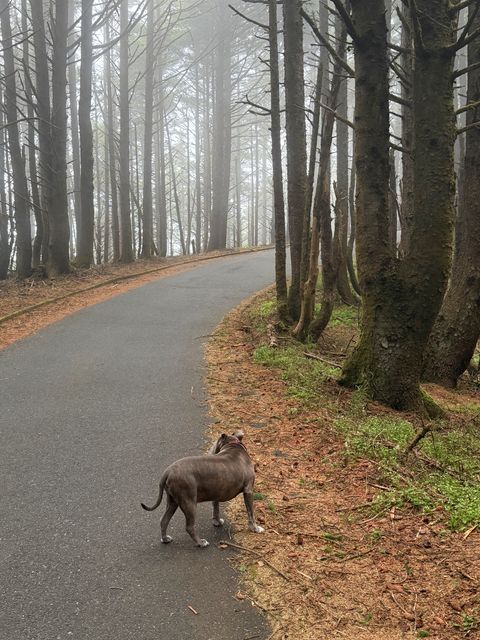 Dog on Foggy Curry County Path