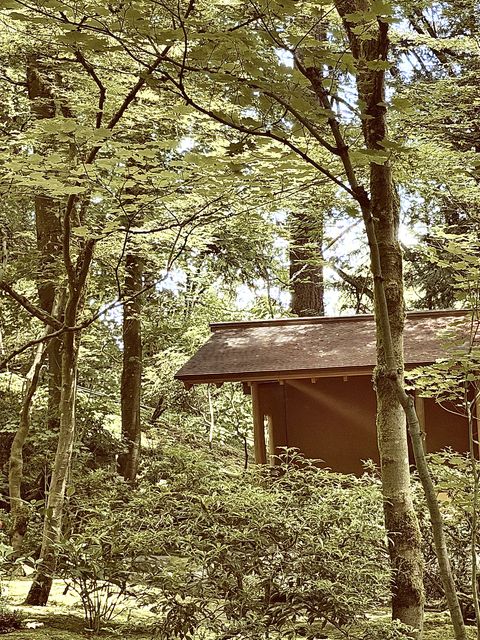 Arlington Heights Hidden Forest Cabin