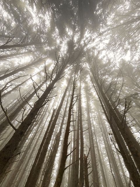 Misty coastal forest cathedral Curry County Oregon