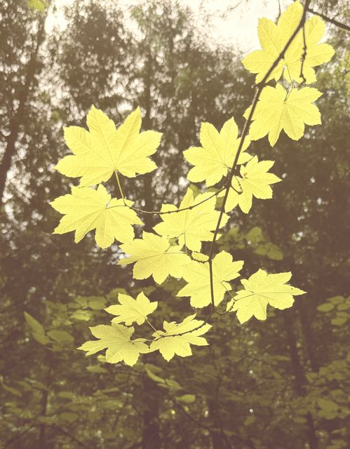 Backlit maple branch, Arlington Heights Oregon