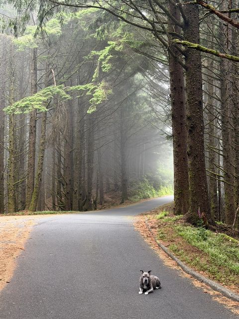 Dog Resting on Misty Curry County Road
