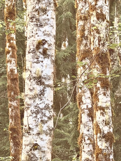 Mossy Birch Stand, Jefferson County