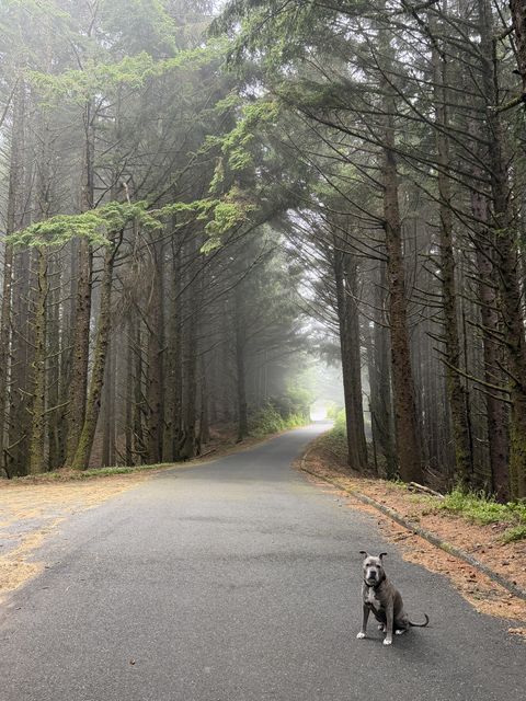 Dog on Foggy Forest Road Curry County Oregon