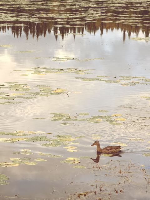 Mallard gliding through Fairbanks lilies