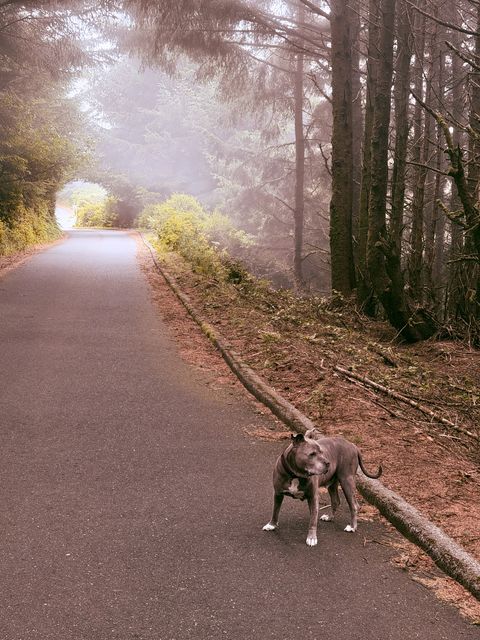 Dog on foggy Curry County road