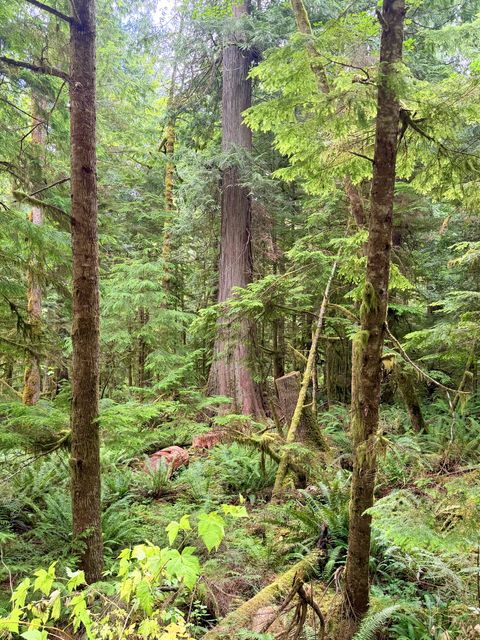Jefferson County Old-Growth Grove