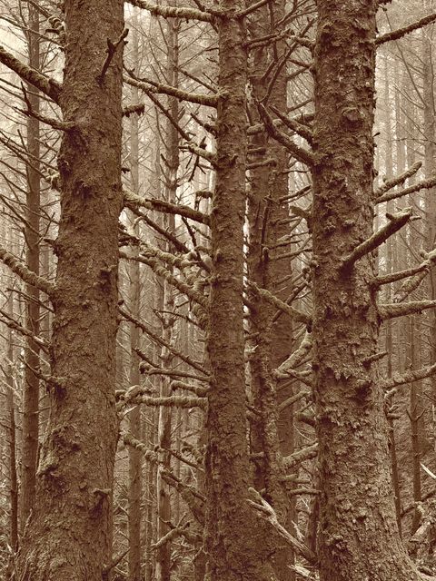 Fog-Shrouded Spruce Stand, Curry County