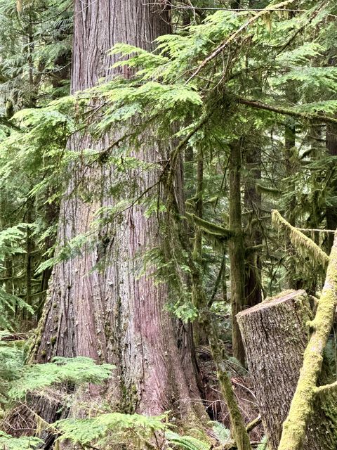 Moss-draped cedar in Jefferson County Washington