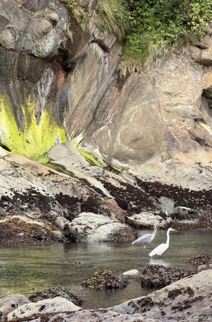 Herons in Rocky Tide Pools Coos County