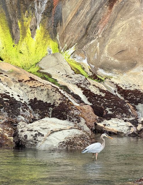 Heron Beneath Algae-Streaked Cliffs
