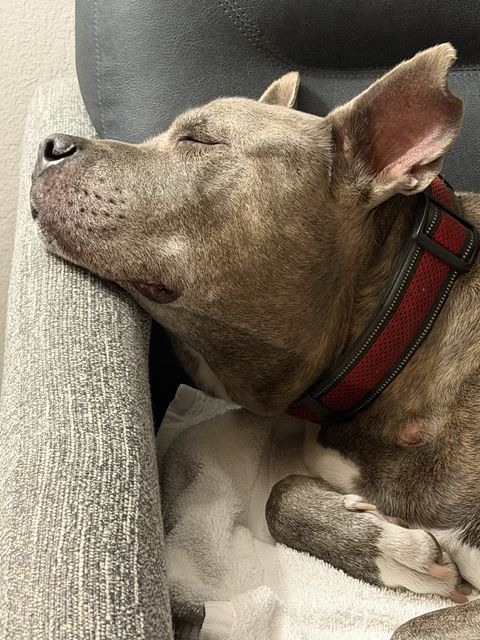 Sleepy Dog at Sonesta ES Suites New Orleans