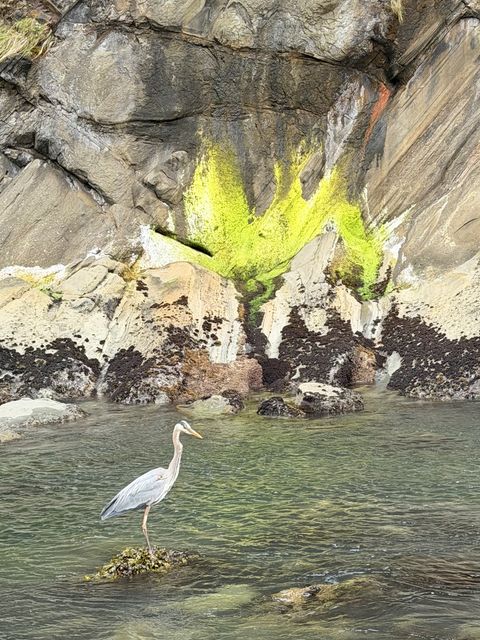 Heron beneath neon algae, Coos County