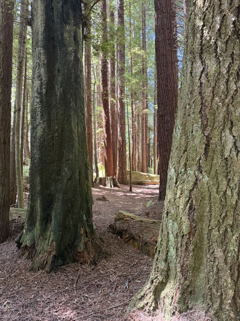 Sun-dappled Redwoods at Patricks Point