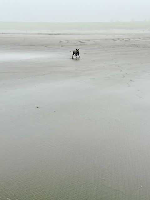 Lone Dog on Sunset Beach, Oregon