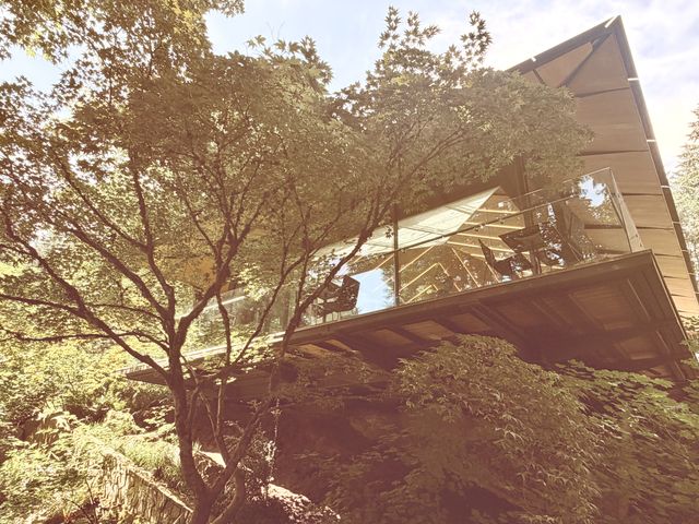 Umami Cafe glass treetop terrace
