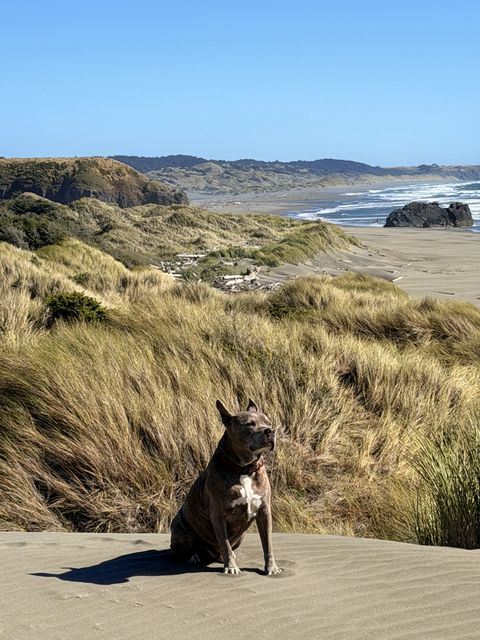 Brindle dog on Curry County dunes