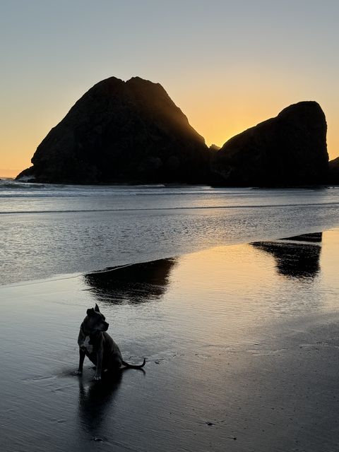 Dog silhouette at Curry County sunset