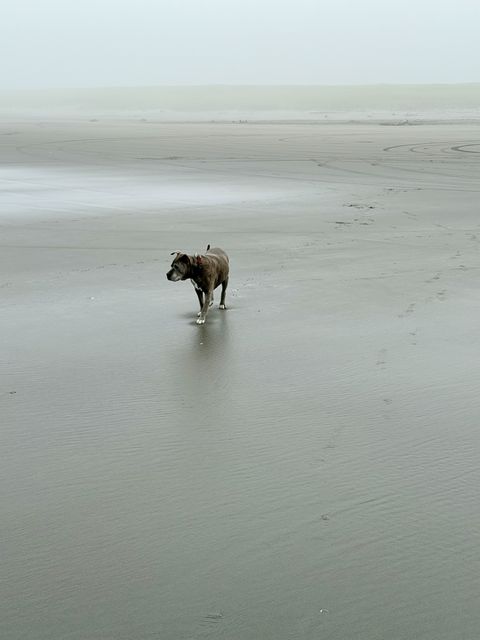Lone dog on misty Sunset Beach