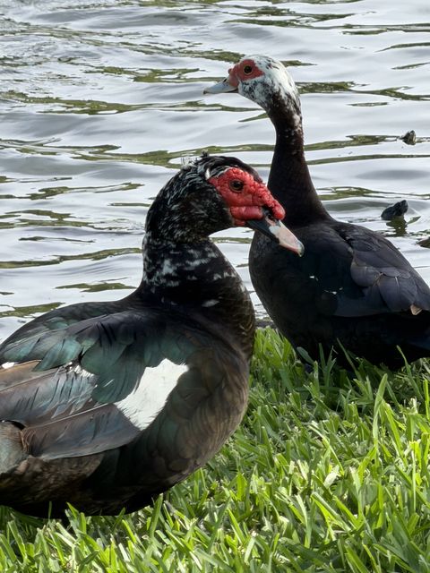 Muscovy Ducks by Seminole Pond