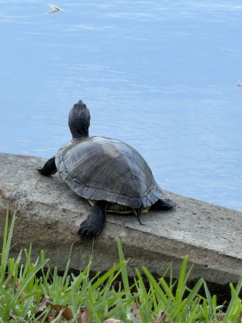 Pondside Turtle at La Quinta Plantation