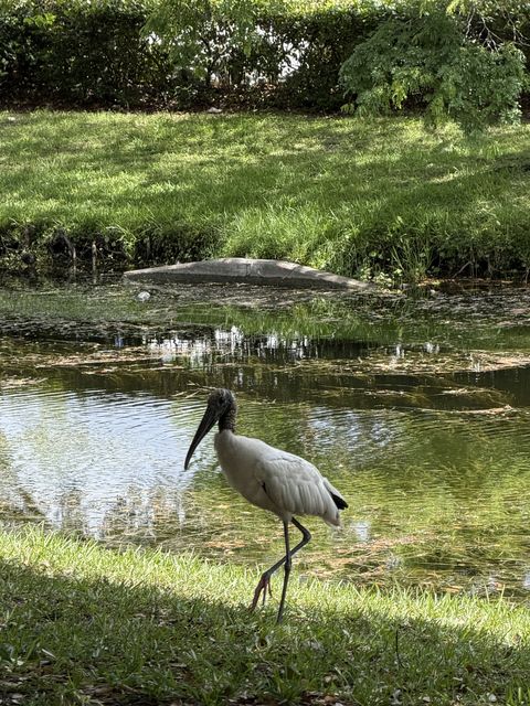 Wood Stork - Plantation Fl