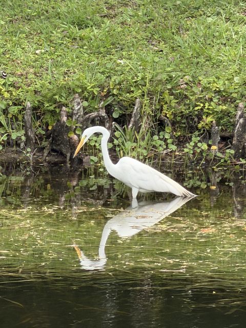 Great Egret at La Quinta Inn Plantation