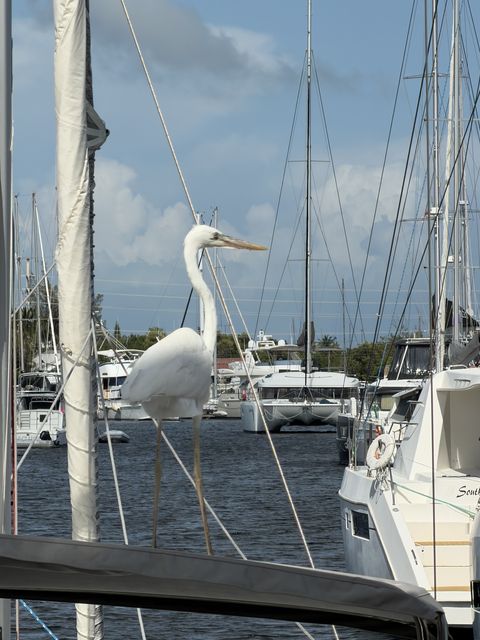 Great egret among masts at Oasis Marina
