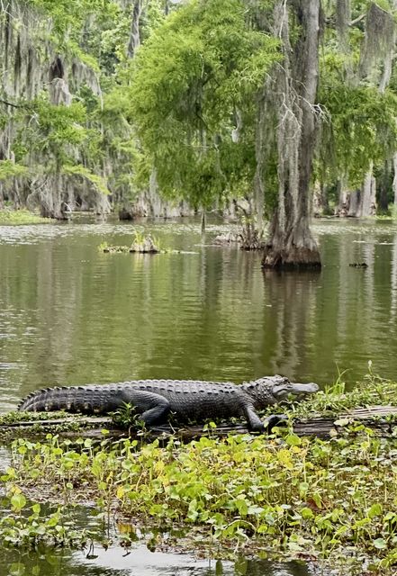 Basking Alligator in Ruth, Louisiana