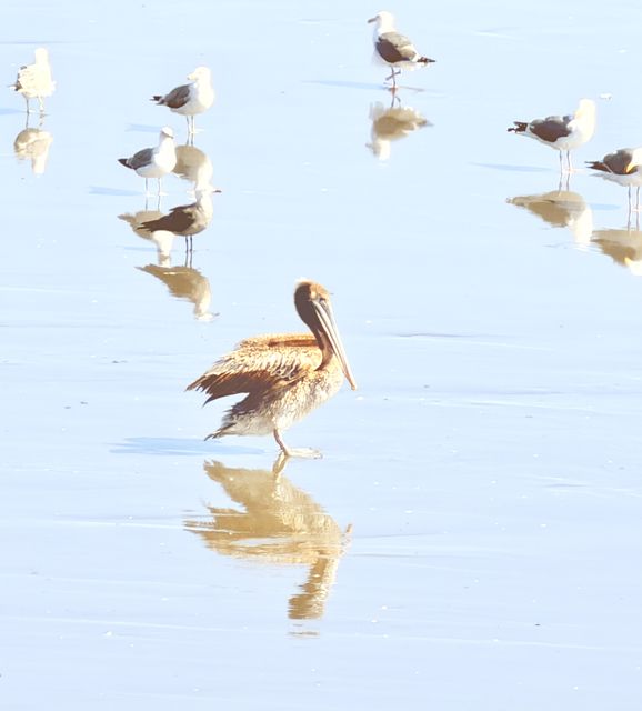 Brown Pelican at Fort Stevens