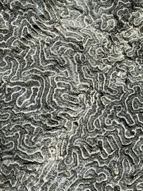 Monroe County Florida Brain Coral Detail