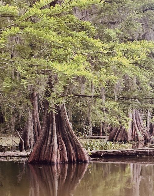 Bald Cypress Reflections in Saint Martin Parish