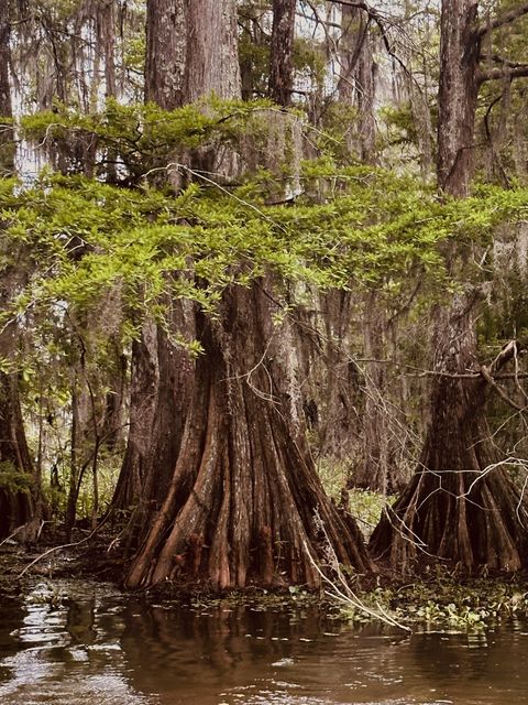 Bald Cypress Giants of Ruth, Louisiana