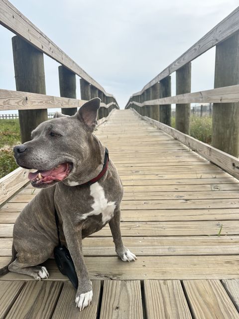 Smiling Dog on Dauphin Island Boardwalk