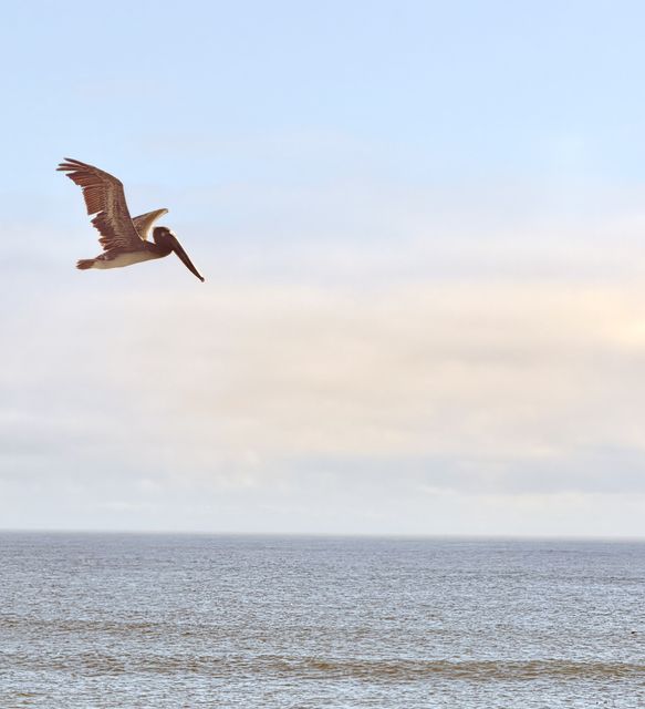 Pelican gliding past South Jetty