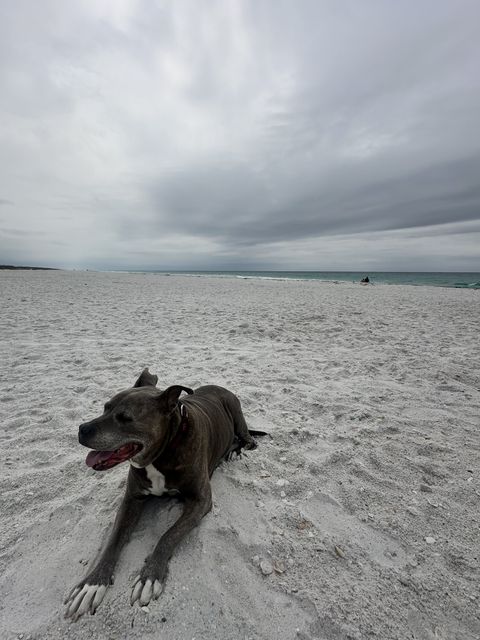 Brindle on East Florida Beach