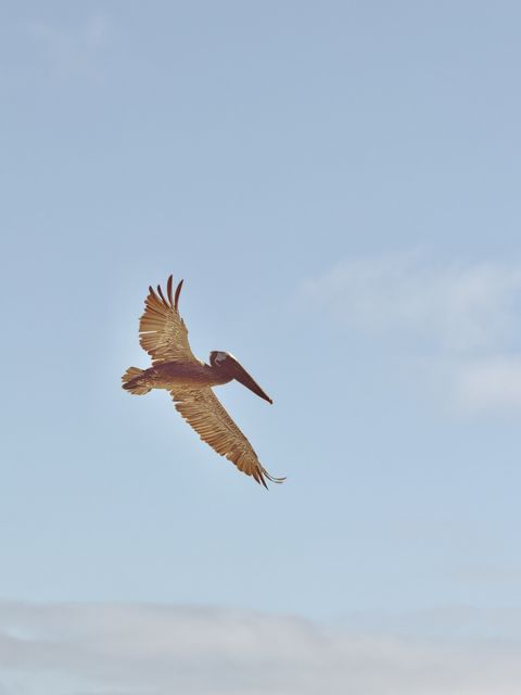 Sunlit pelican over South Jetty Oregon
