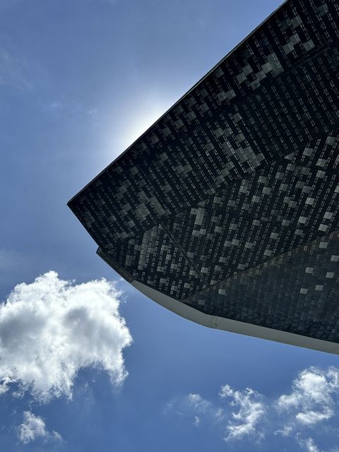 Under Houston's Sunlit Canopy