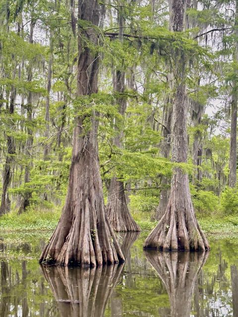 Cypress Reflections in Saint Martin Parish